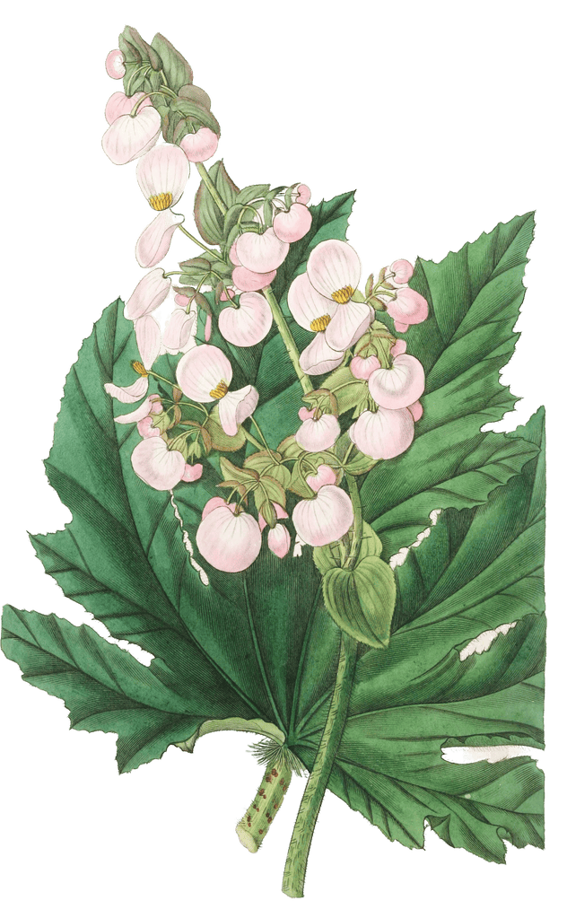 Parsnip Leaved Begonia