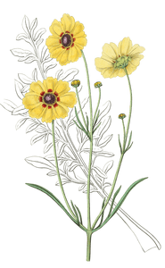 Perennial Dyers Coreopsis
