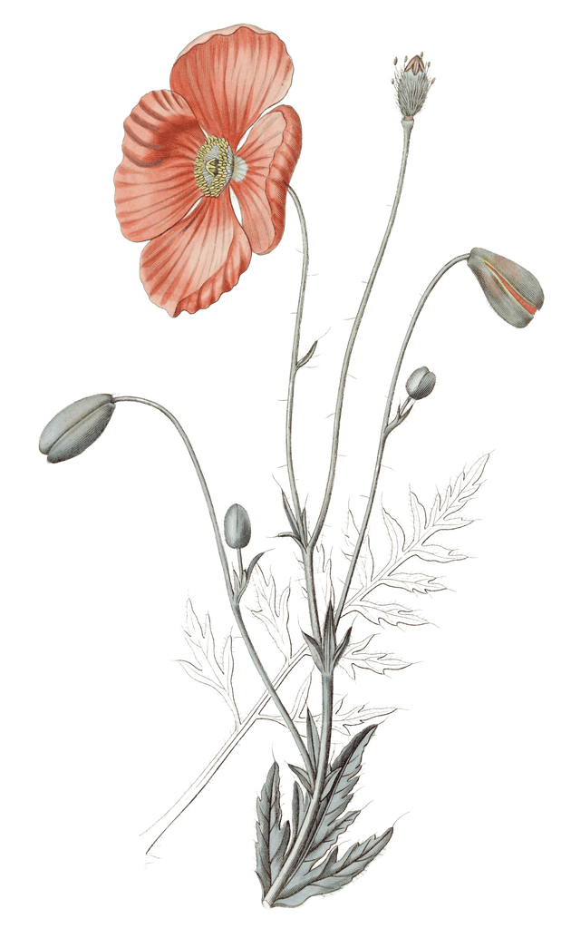 Persian Poppy