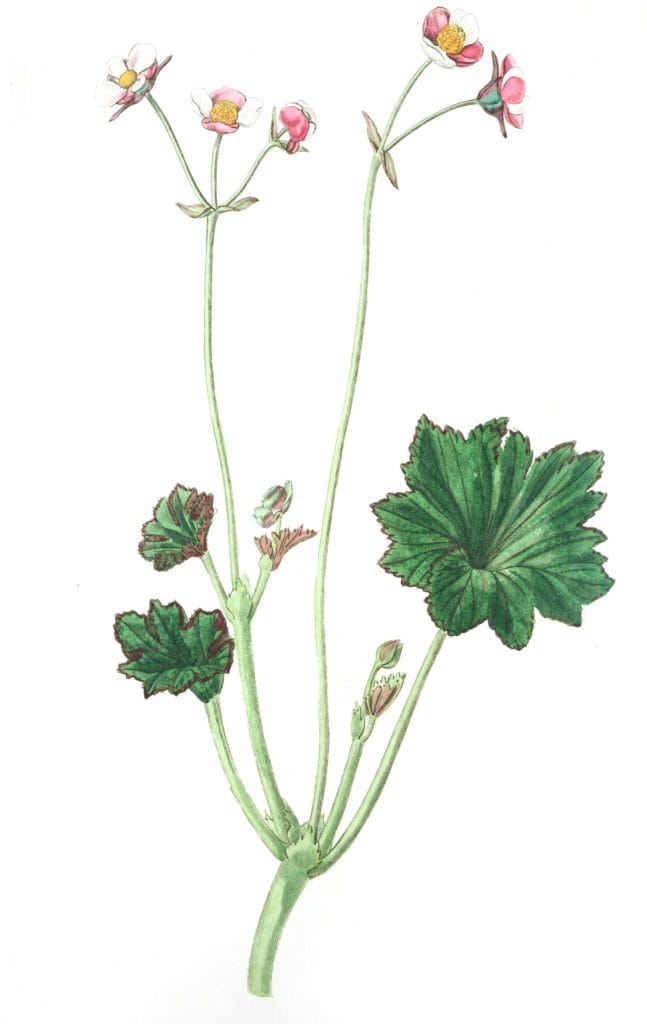 Petaled Begonia