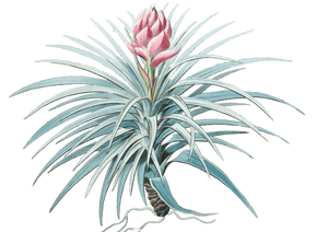 Pink Headed Tillandsia