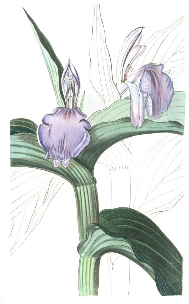 Purple Roscoea
