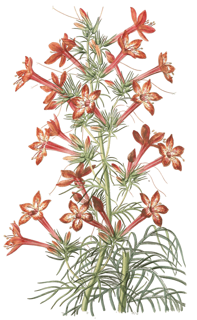 Ravenfooted Gilia Gilia Coronopifolia