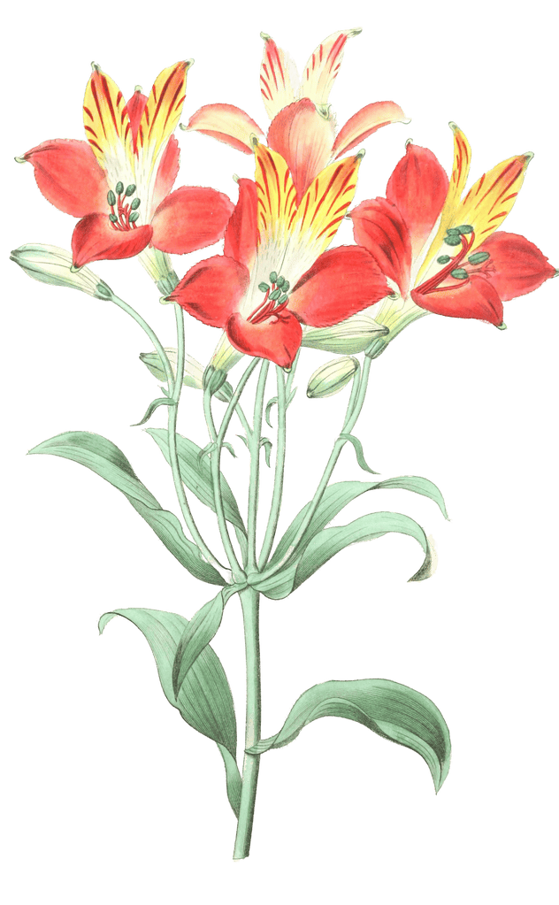 Red Speckled Flowered Alstromeria