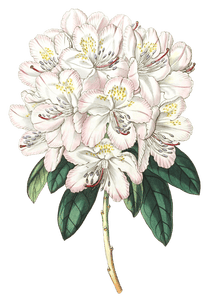 Rhododendron Aprillis