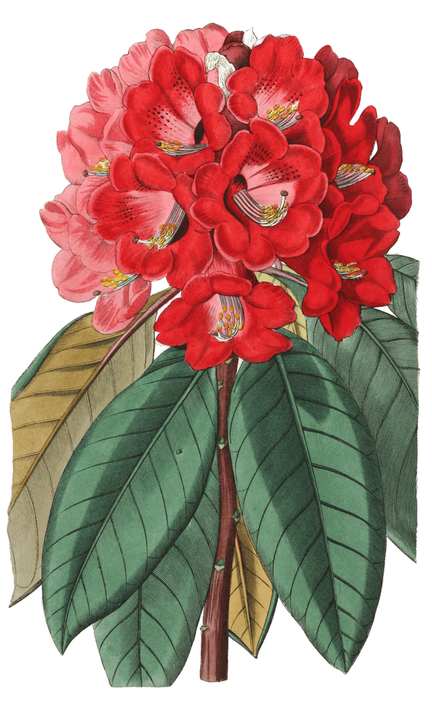 Rhododendron Rollissonii