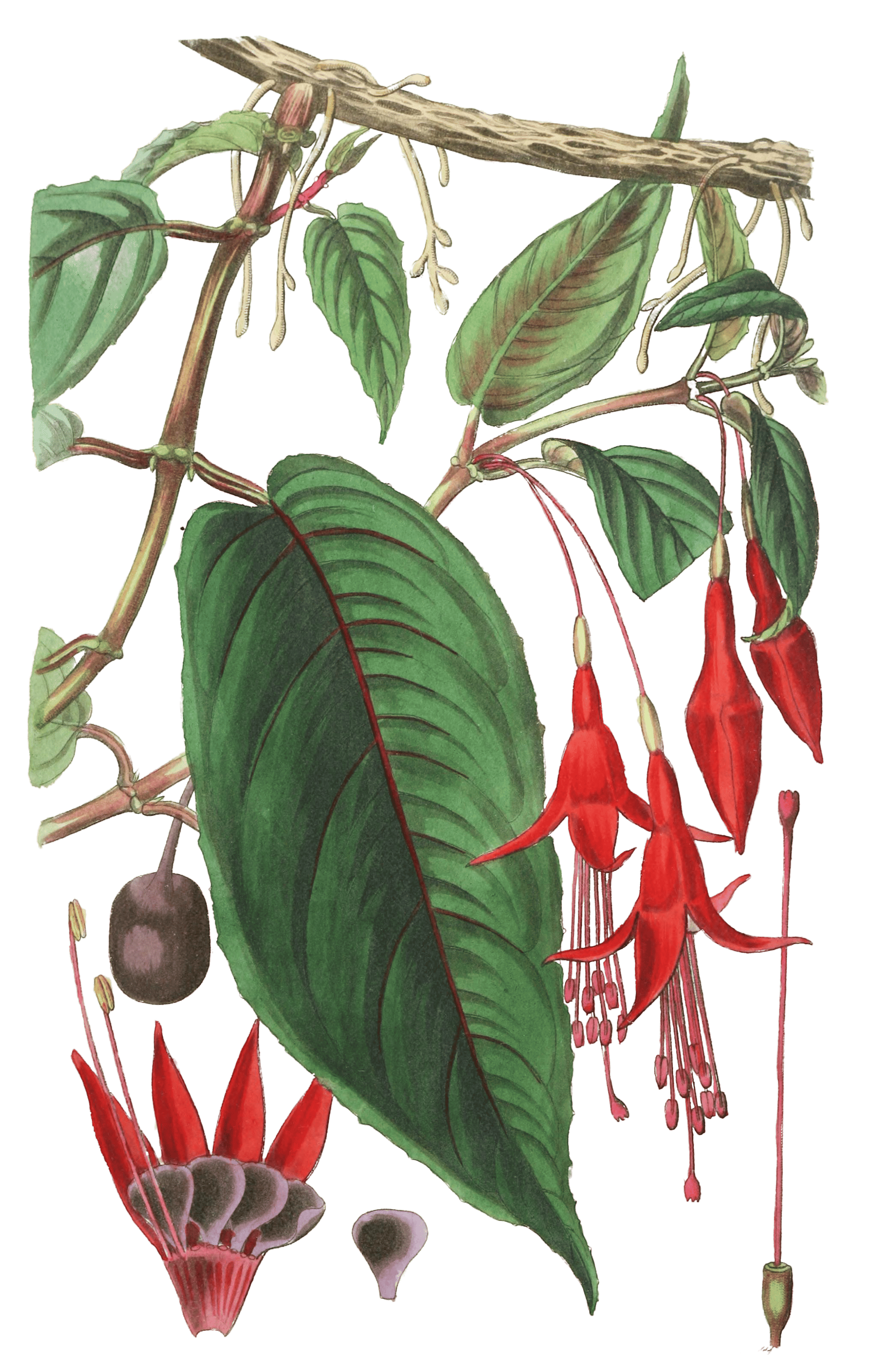 Rooting Fuchsia