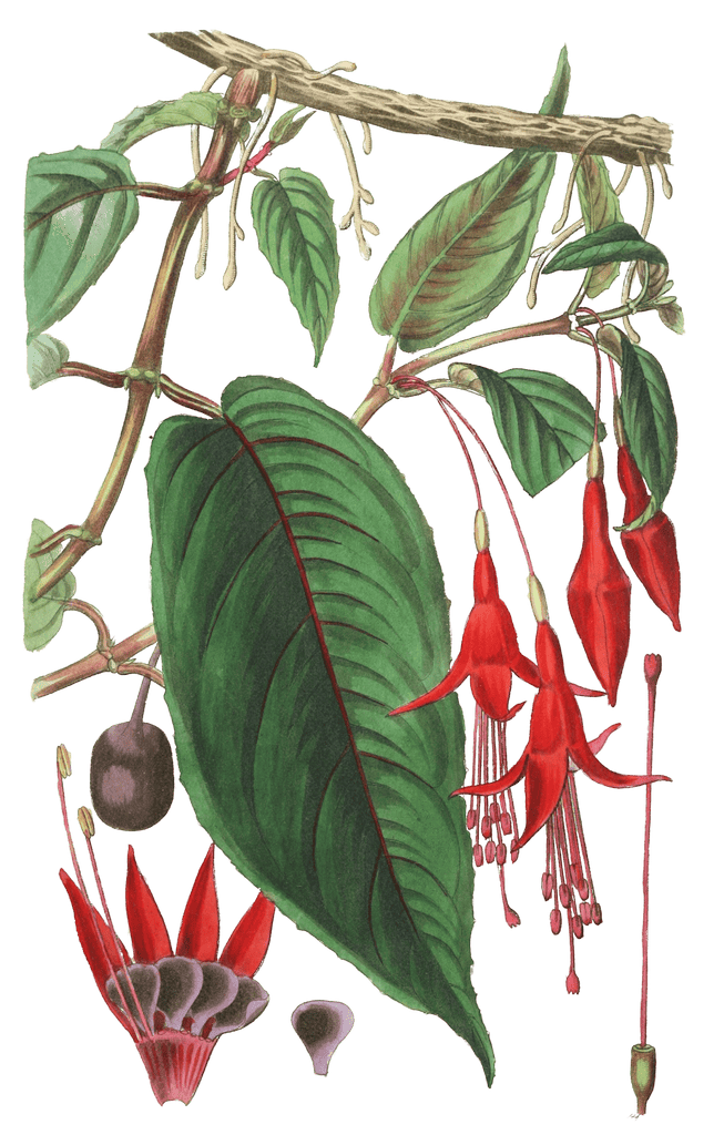 Rooting Fuchsia