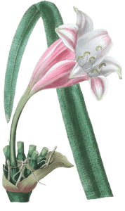 Rose Coloured Changable Crinum