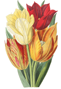 Rough Stemmed Tulip