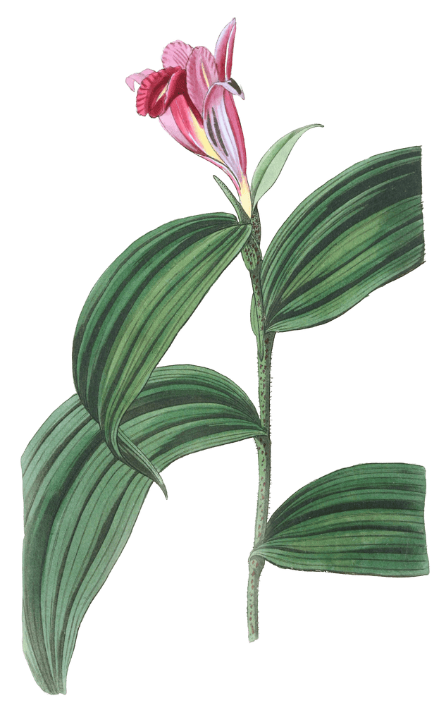Sessile Flowered Sobralia
