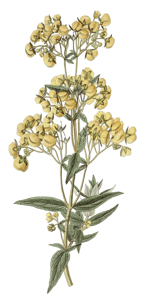 Sessile Leaved Calceolaria
