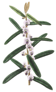 Shaggy Hovea