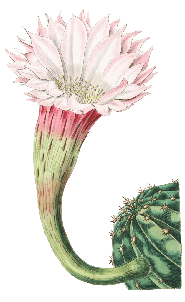 Sharp Angled Spiny Cactus