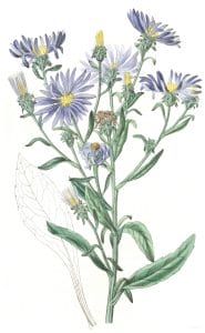 Shewy Aster