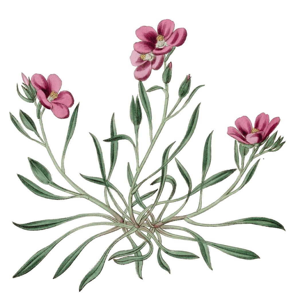 Shewy Calandrinia Flower