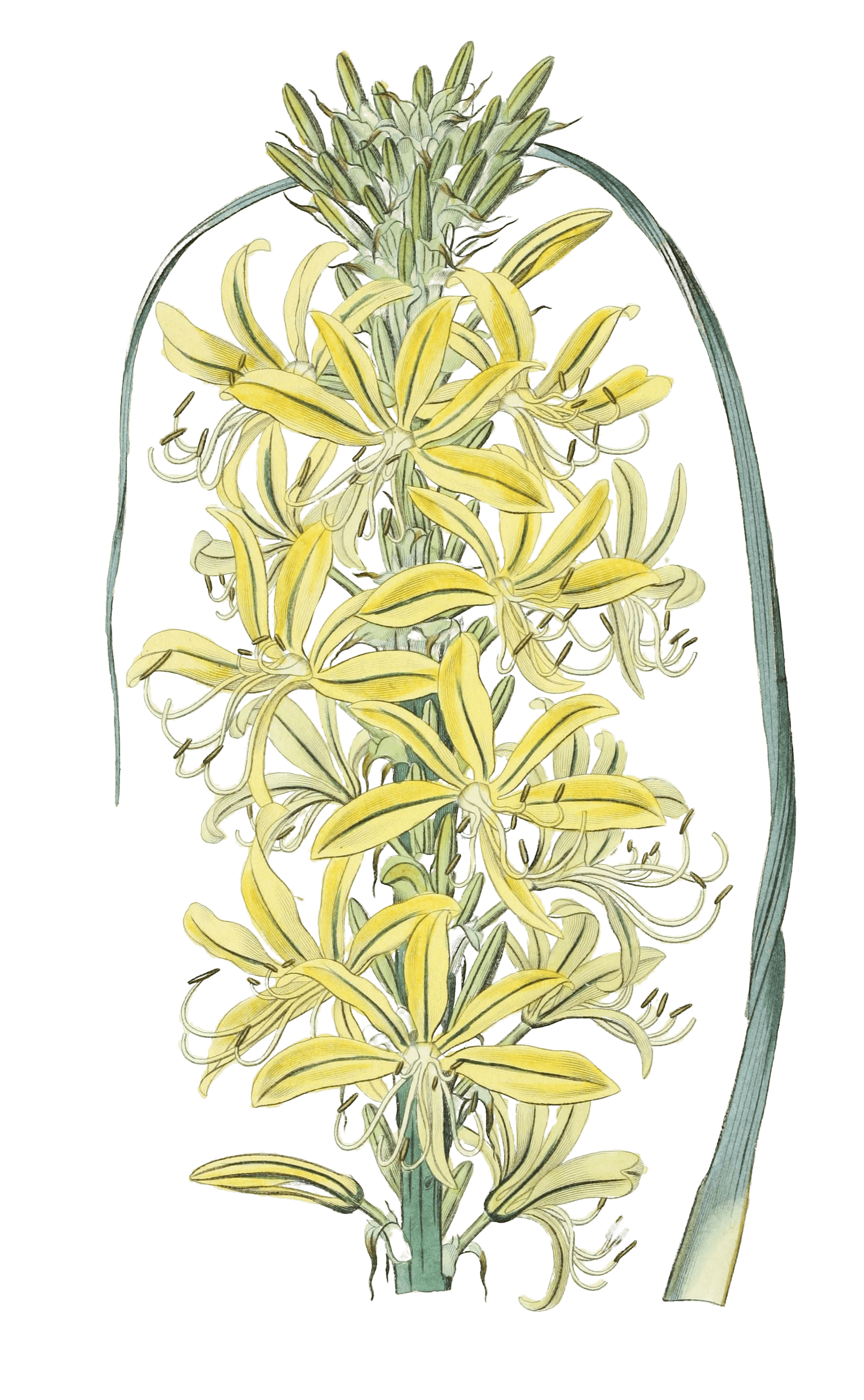 Siberian Yellow Asphodel