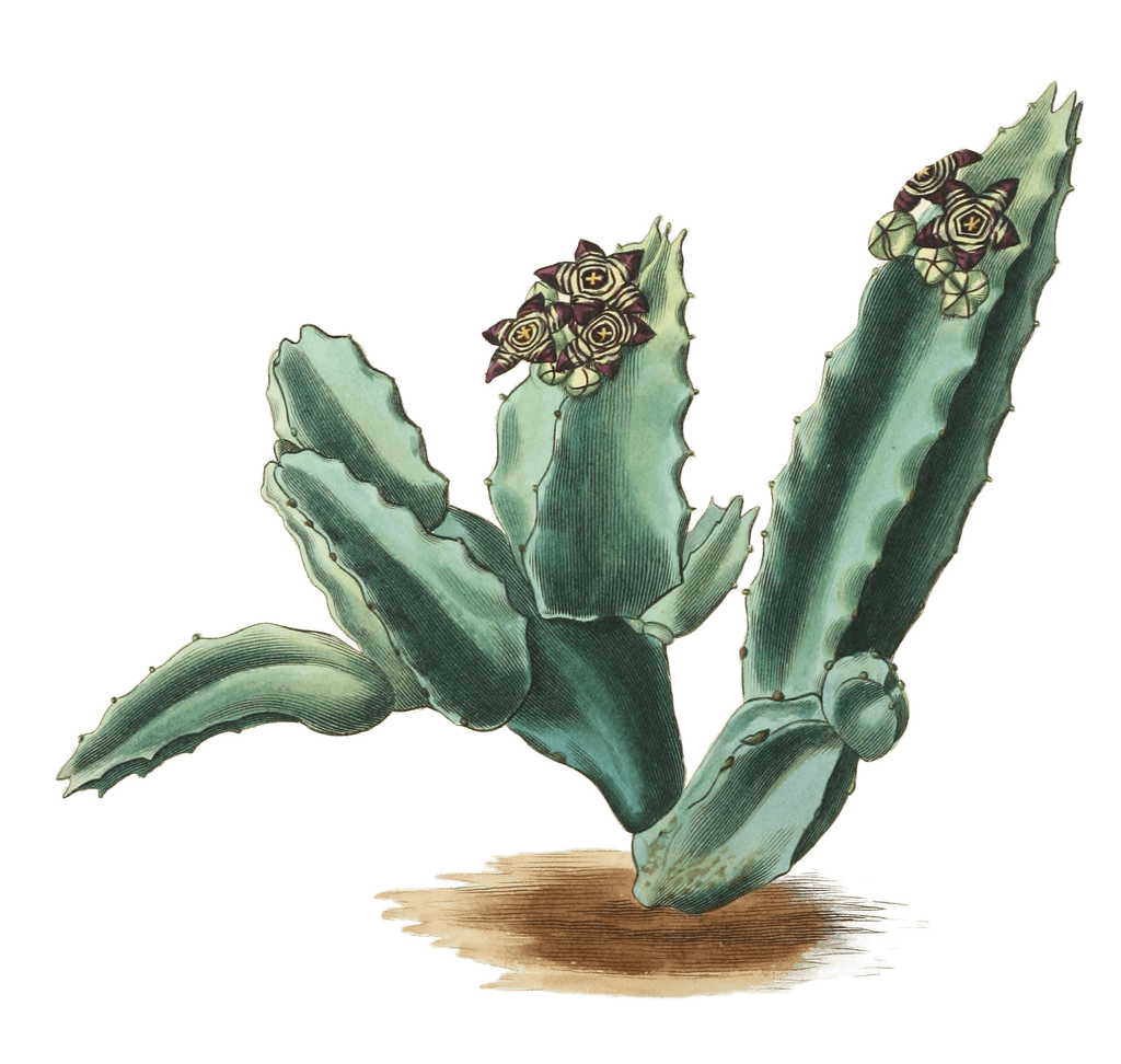 Sicilian Stapelia