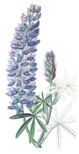 Slender fruited Lupine