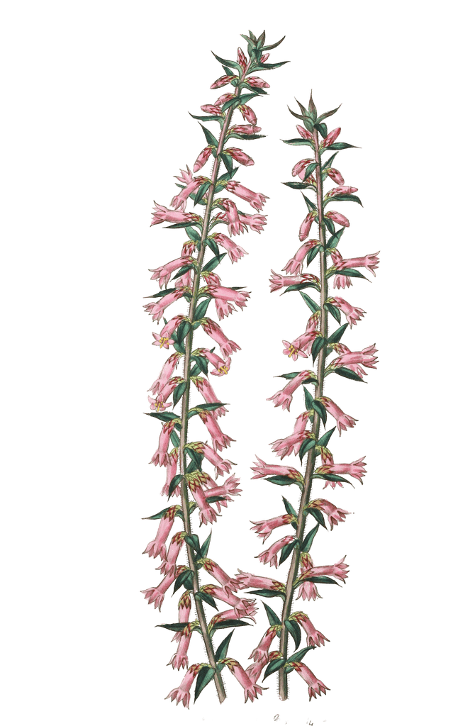 Small Flowered Pitted Epacris