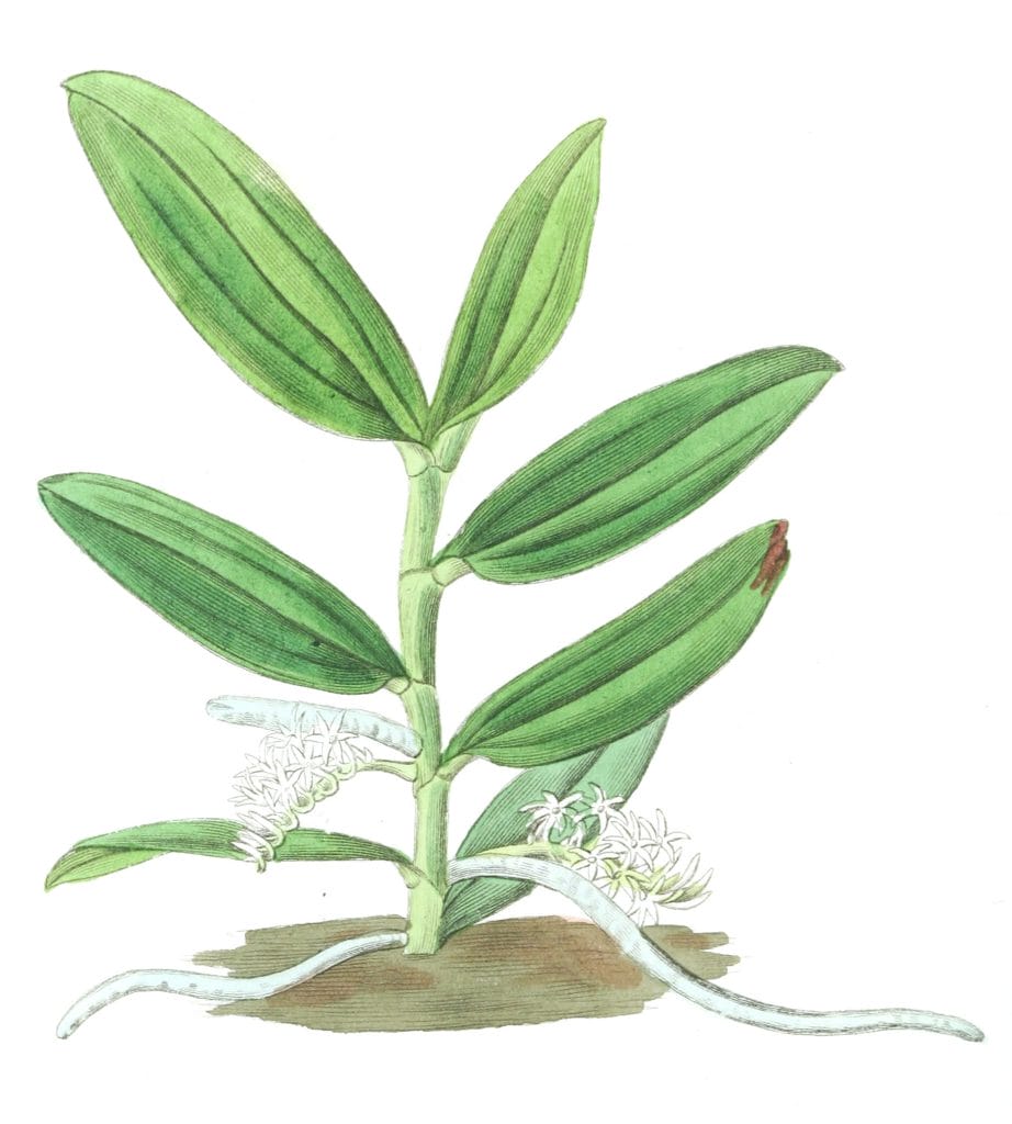 Small flowered Angraecum