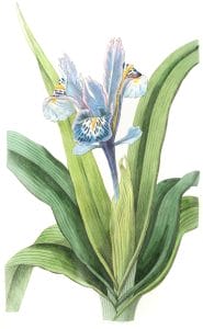 Small winged Iris