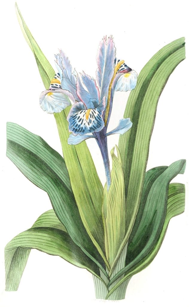 Small winged Iris