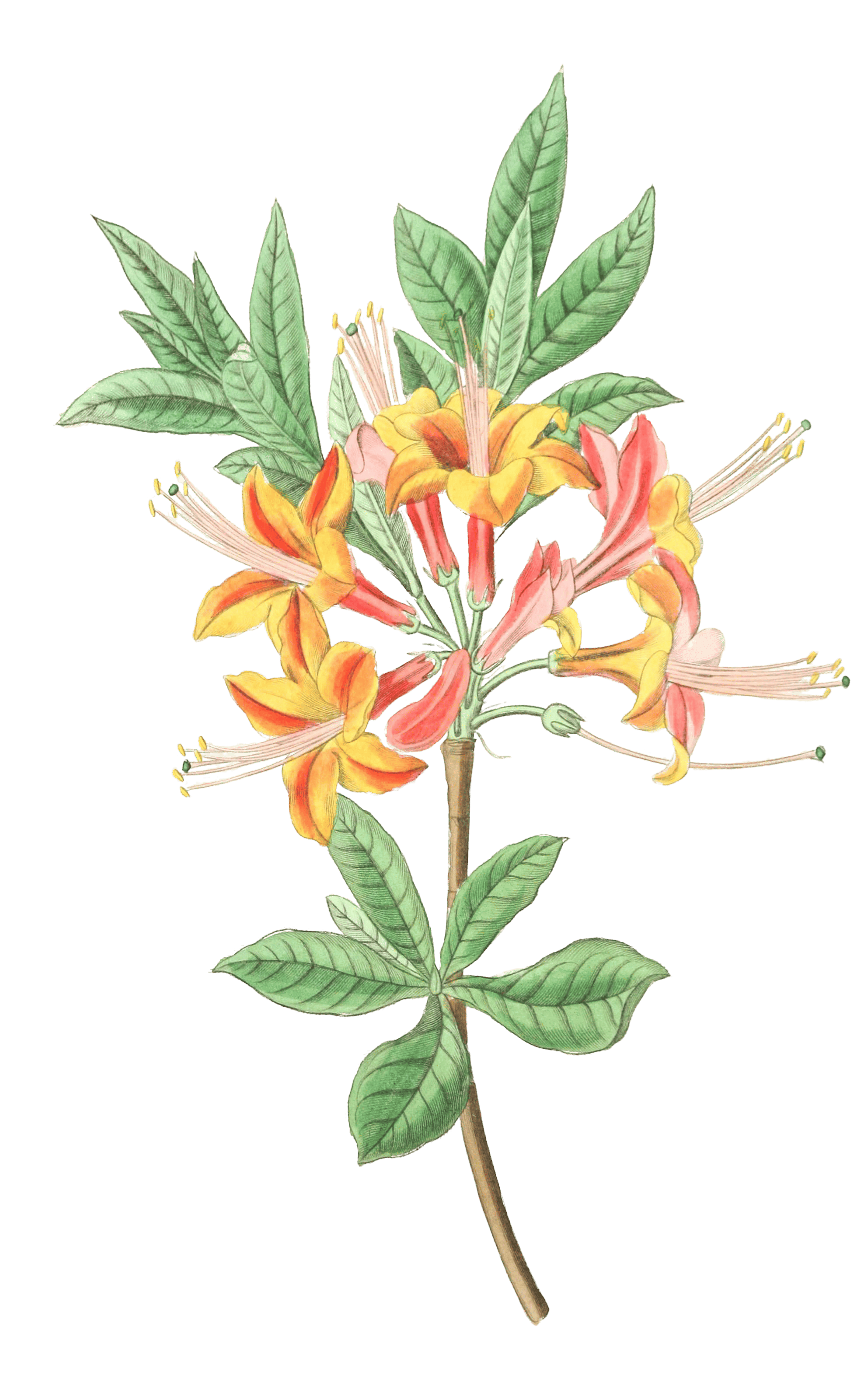 Sparkling Azalea - Free Vintage Illustrations