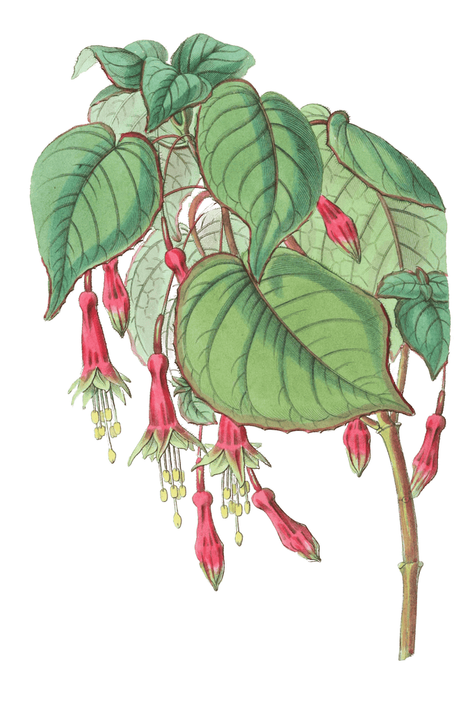 Splendid Fuchsia