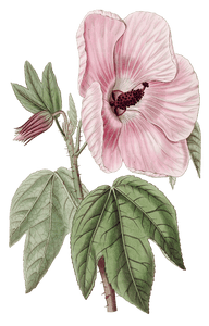 Splendid Hibiscus