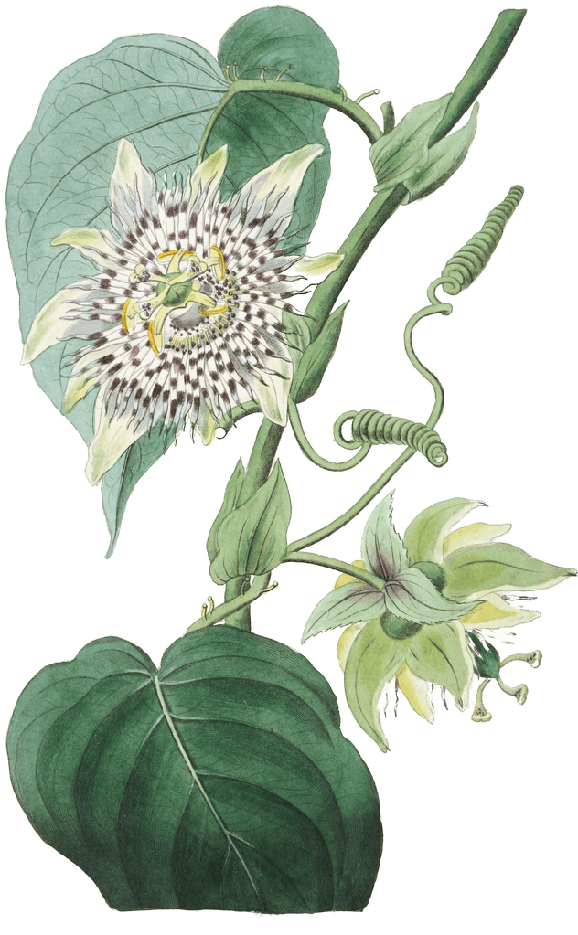 Strapped Passion Flower