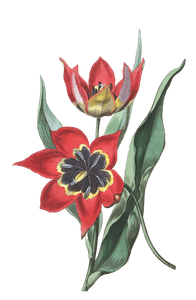 Strong Smelling Tulip