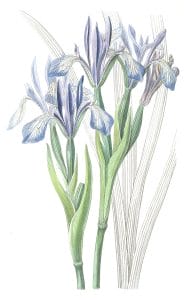 Sweet scented Iris