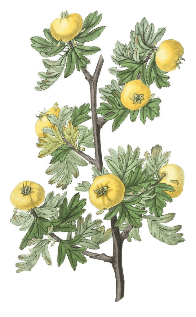 Tansy Leaved Hawthorn