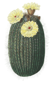 The Broom Cactus