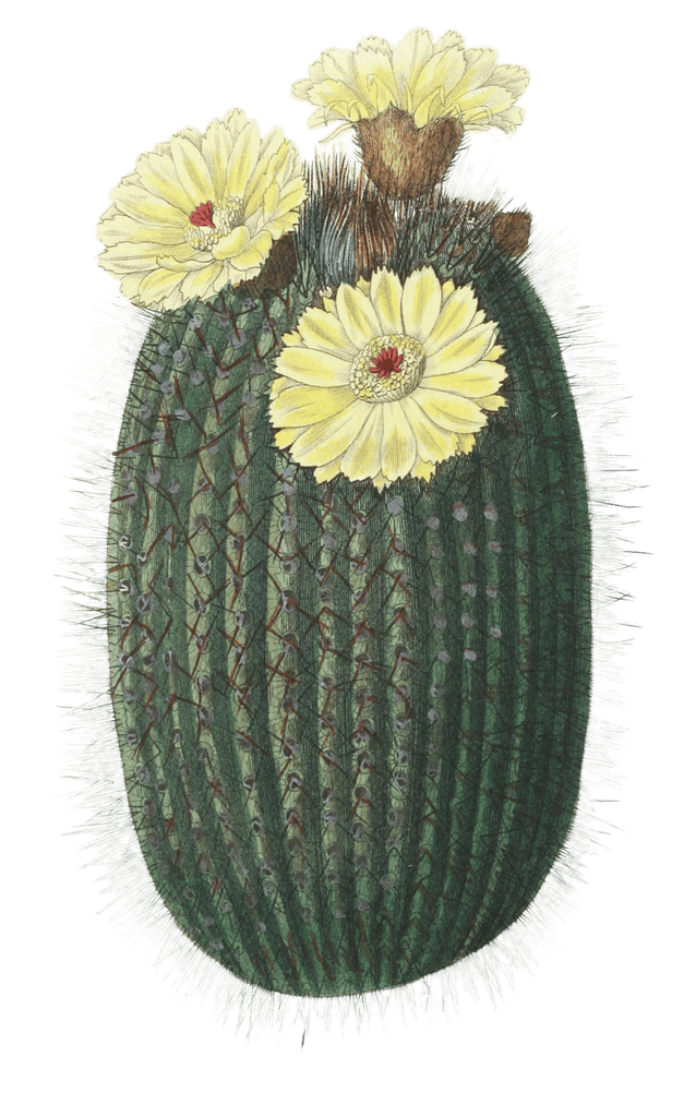The Broom Cactus