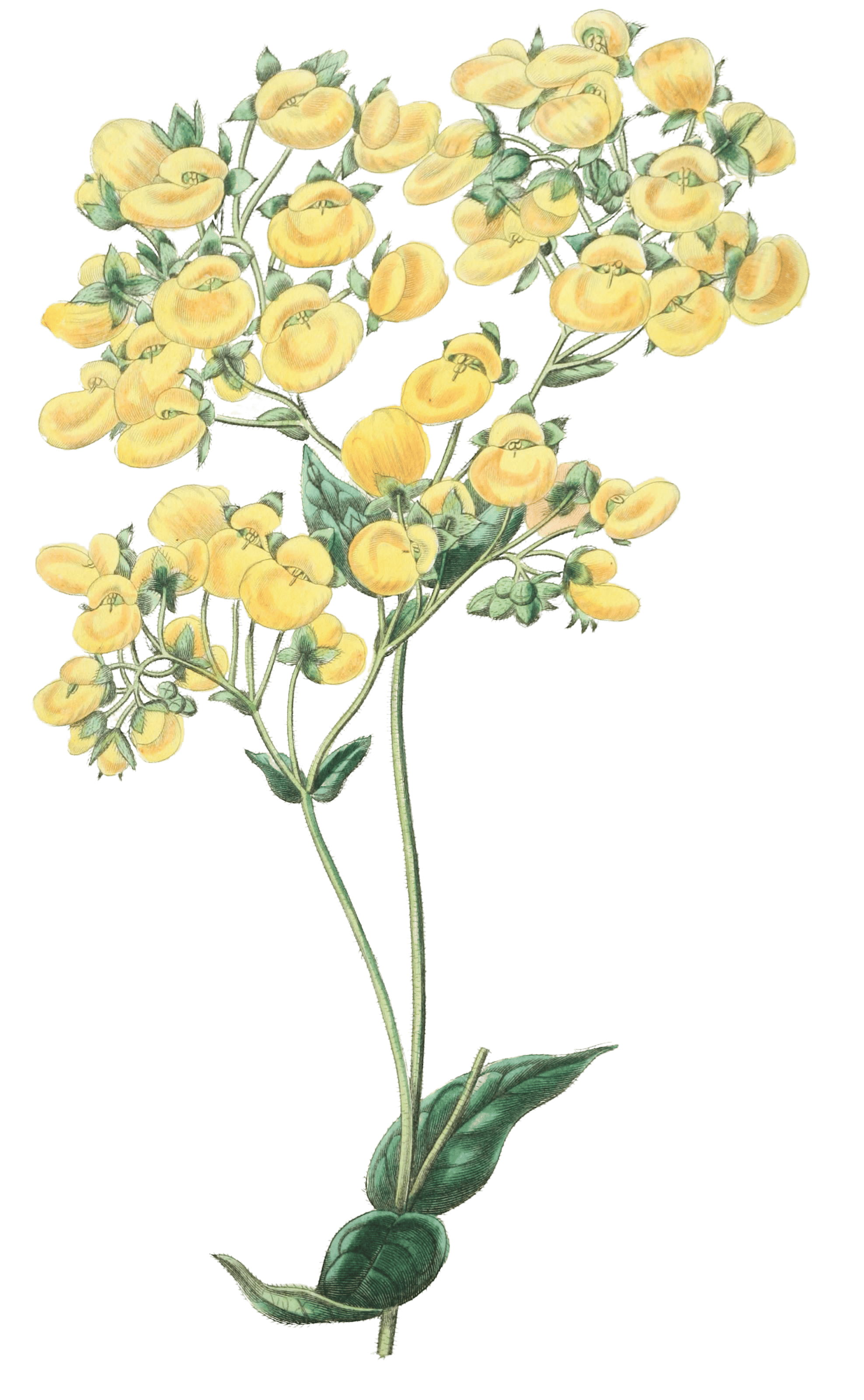 The Chiloe Slipper Flower