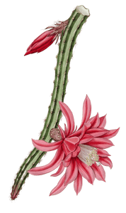 The Crimson Creeping Cereus