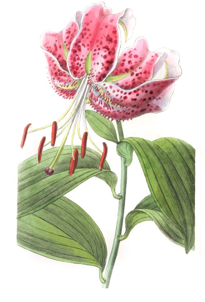 The Crimson Japan Lily