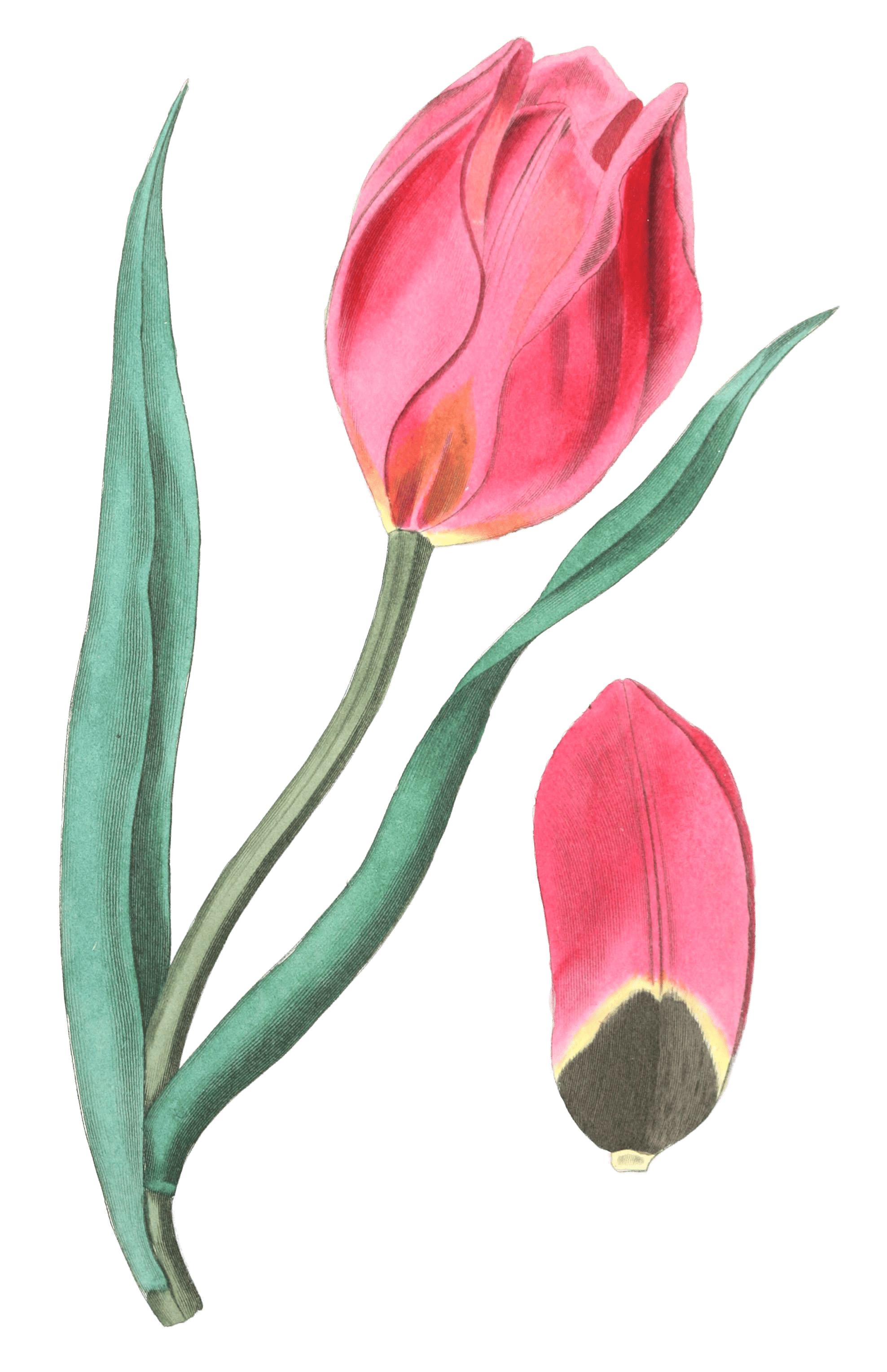 The Early Suns Eye Tulip