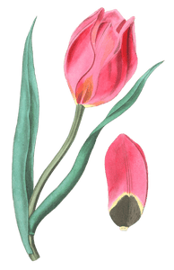 The Early Suns Eye Tulip