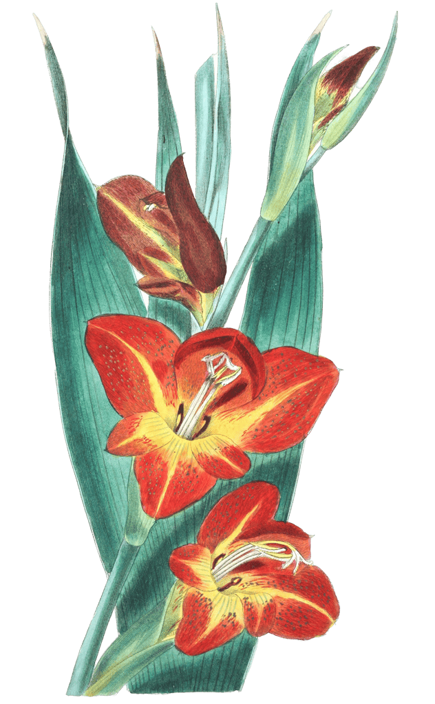 The Parrot Gladiole