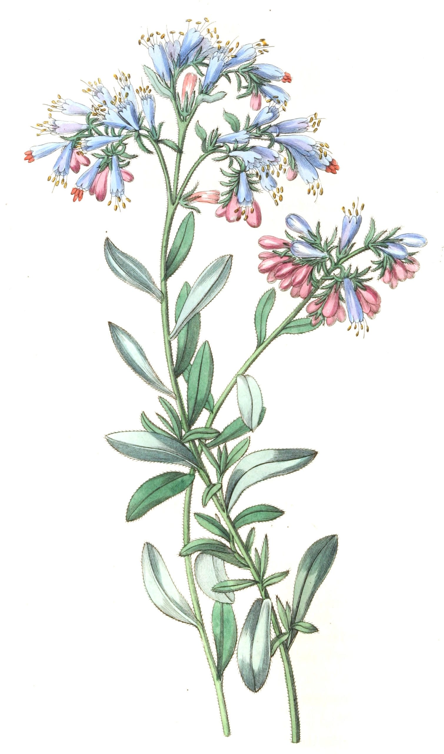 The Rock Bugloss - Free Vintage Illustrations