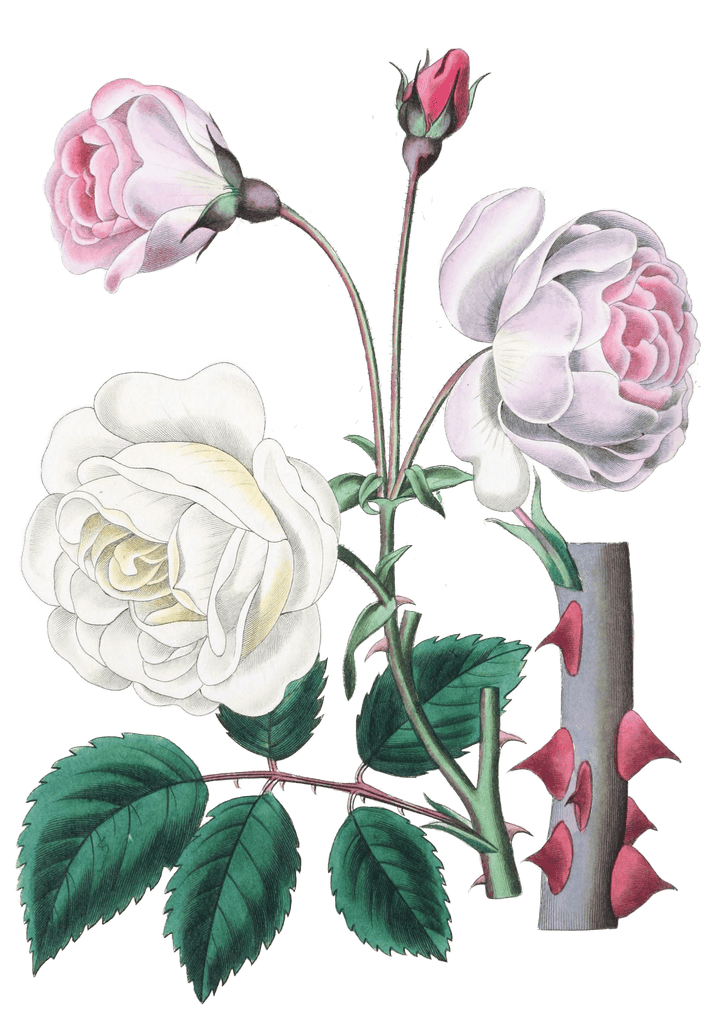The Ruga Rose