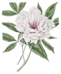 The Semi double Tree Peony