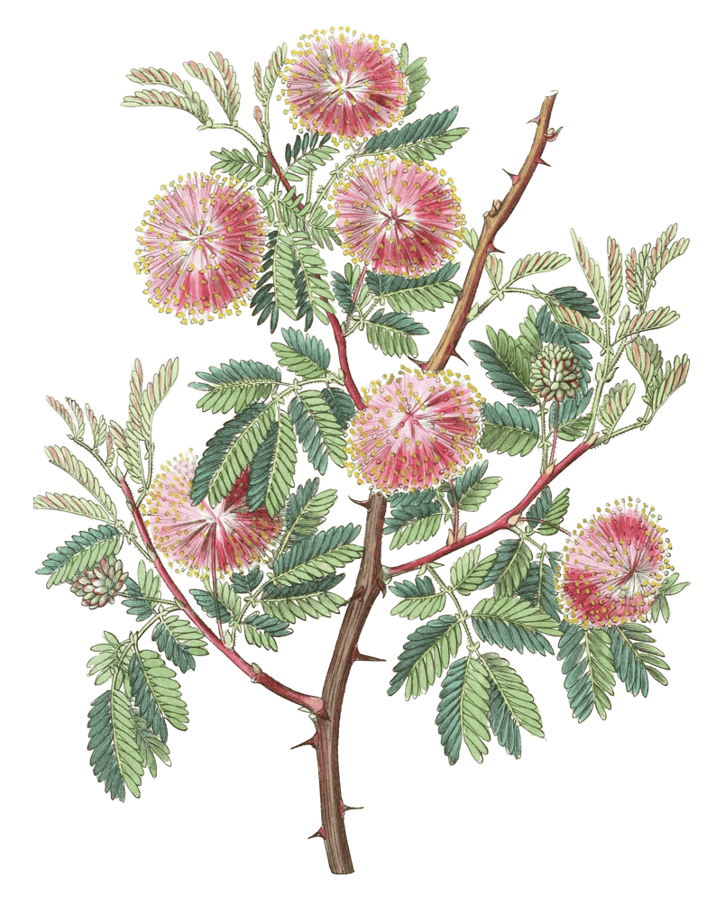 The Uruguay Mimosa