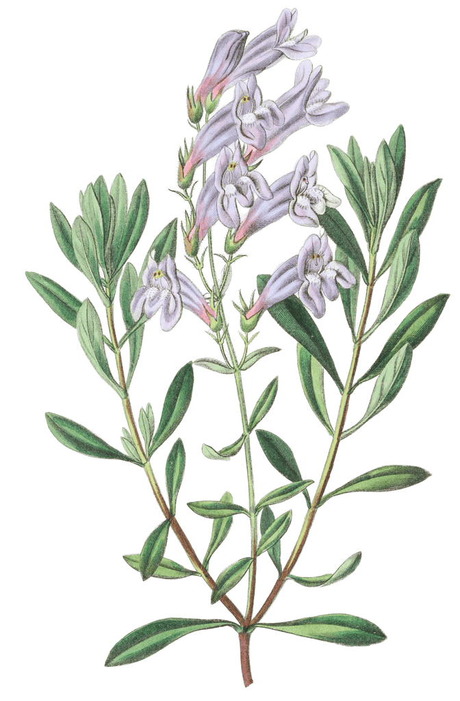 Thick Leaved Pentstemon