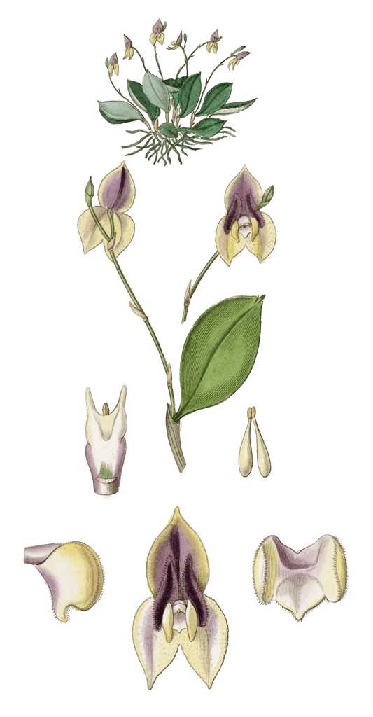 Three Toothed Lepanthes