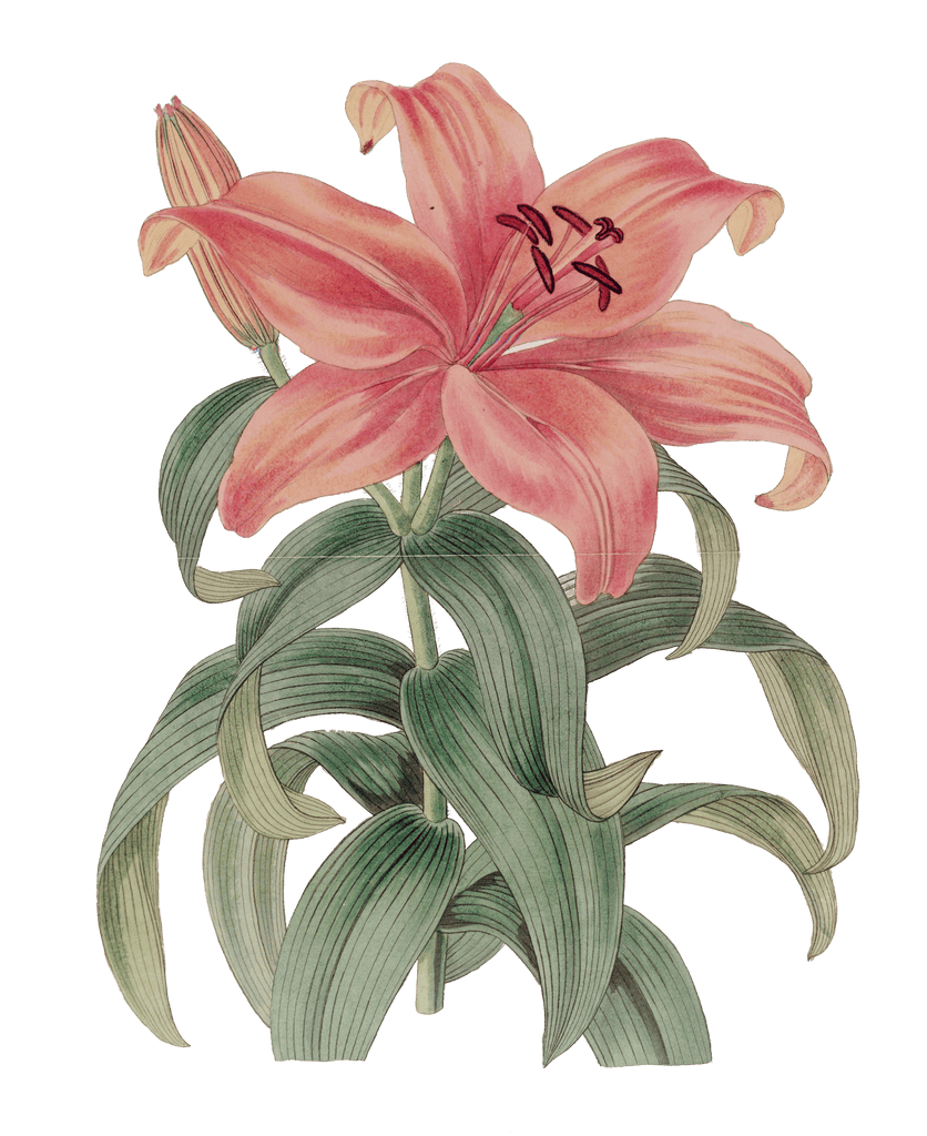 Thunbergs Orange Lily