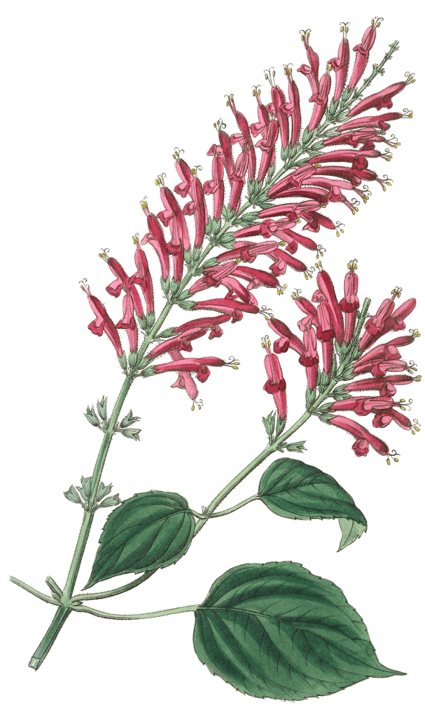 Tube Flowered Salvia